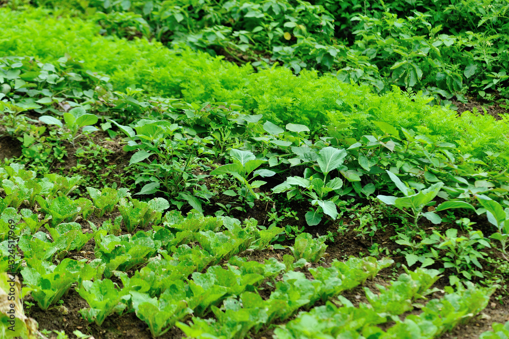 Growing vegetables in garden, Organic farming