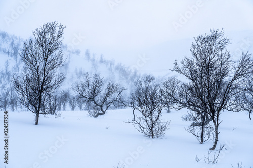 birch trees in the tundra of northern Norway