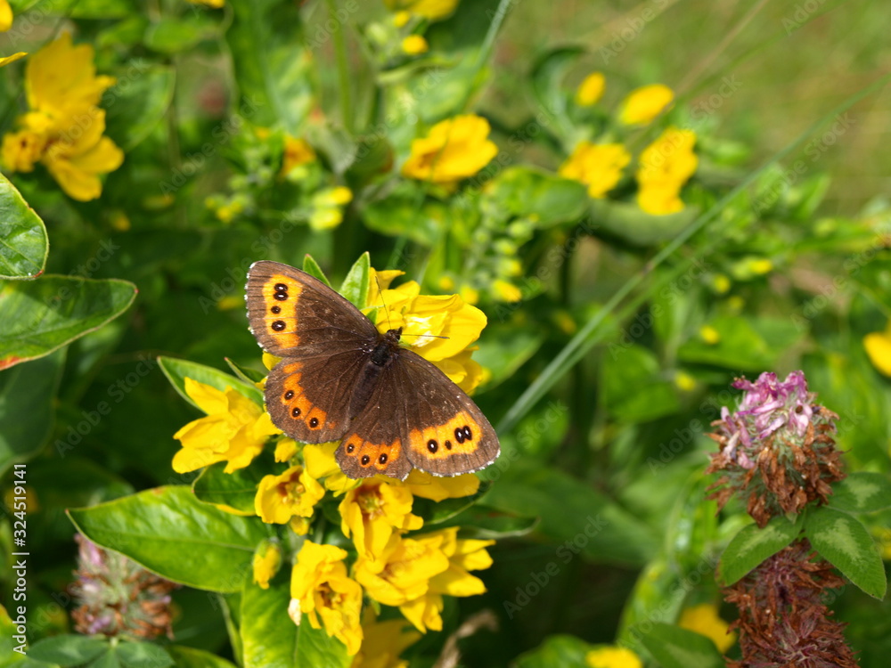 Obraz premium OLYMPUS DIGITAL CAMERA