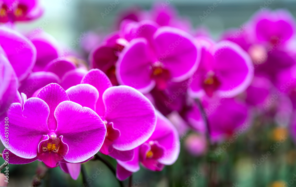 Phalaenopsis orchids flowers bloom in spring adorn the beauty of nature. Flowers are decorated in homes, pagodas, churches and most solemn places Phalaenopsis orchids flowers bloom in spring adorn the beauty of nature. Flowers are decorated in homes, pagodas, churches and most solemn places