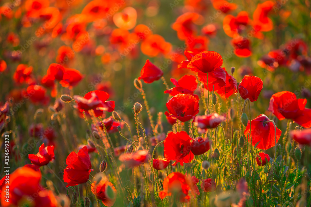 Obraz premium tulipany