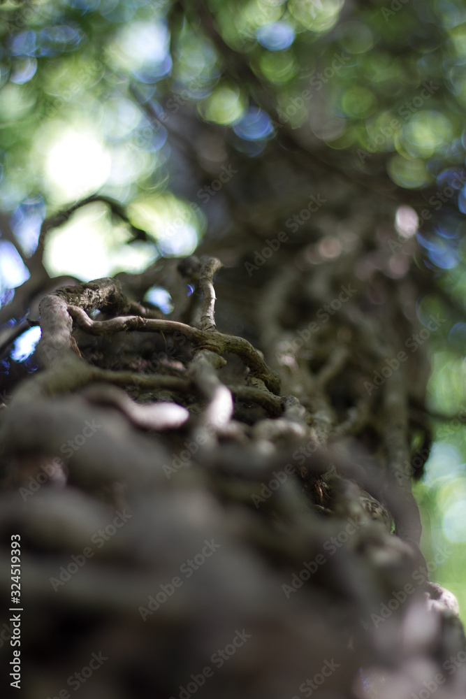 Zoom tronc d'arbre