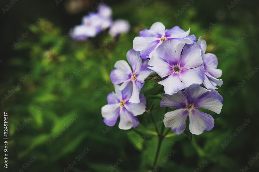Autumn Phlox pattern. Artistic background. Phlox flower plants in the garden. Close up, soft focus Autumn Phlox pattern. Artistic background. Phlox flower plants in the garden. Close up, soft focus