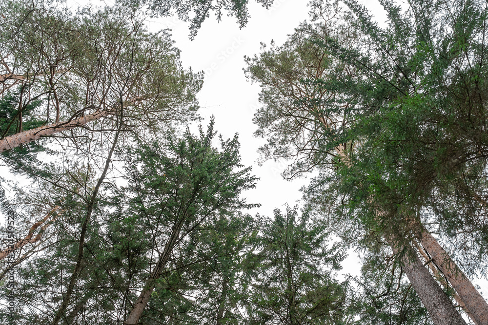 Fototapeta premium the tops of tall pines against the sky