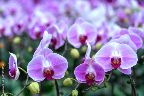 Phalaenopsis orchids flowers bloom in spring adorn the beauty of nature. Flowers are decorated in homes  pagodas  churches and most solemn places