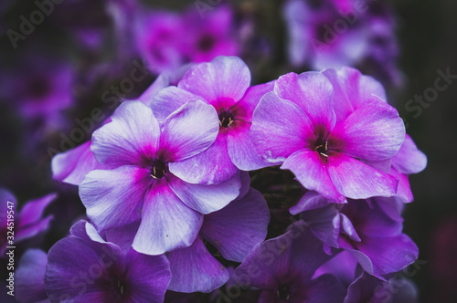 Autumn Phlox pattern. Artistic background. Phlox flower plants in the garden. Close up, soft focus