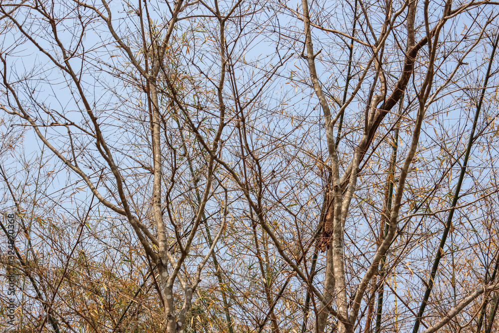 branch tree dry nature background branch tree dry nature background