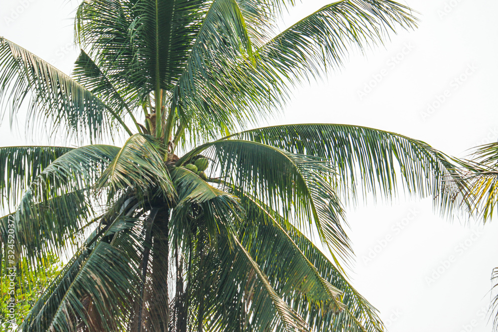 Fototapeta premium coconut tree nature background
