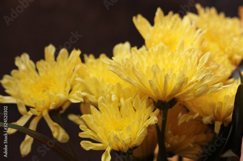 Chrysanthemum, Dendranthemum grandifflora  photo