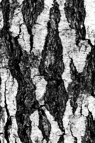 bark of an old birch closeup. wooden textured background