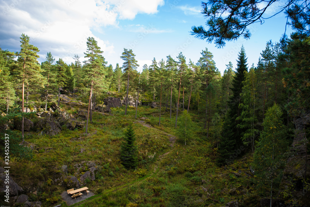 Obraz premium trees in the forest