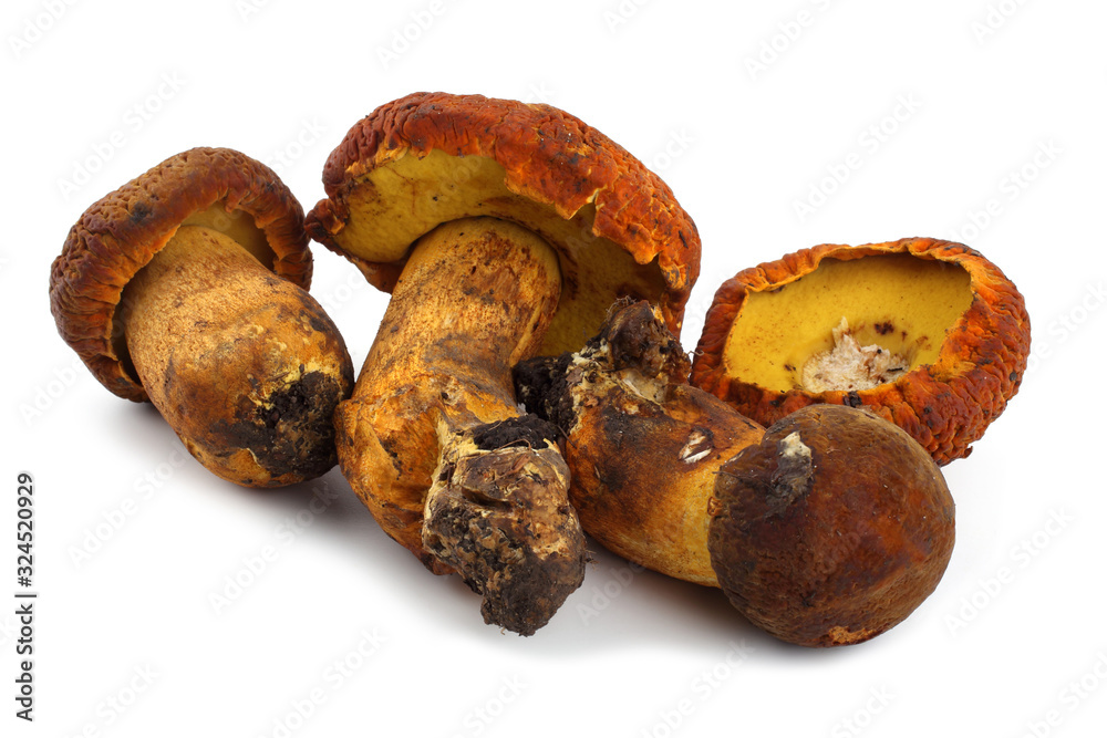 Rugiboletus extremiorientalis mushroom Rugiboletus extremiorientalis mushroom