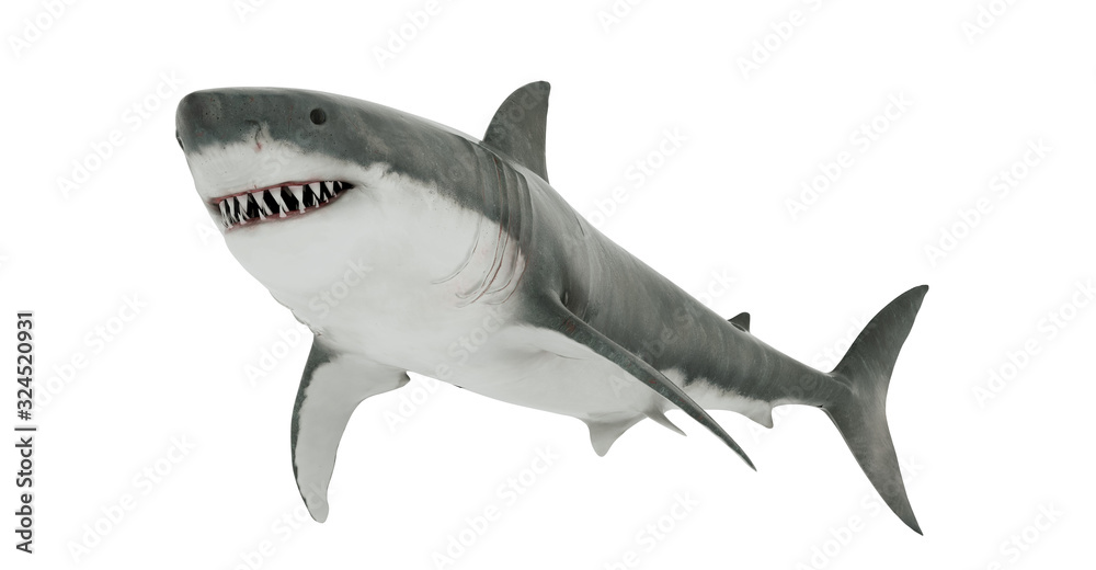 Fototapeta premium Great White Shark Isolated. 3D rendering