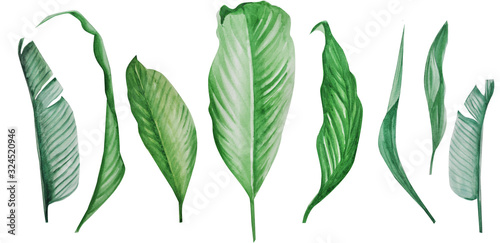  set of leaves. tropical leaves. watercolor hand drawing. monstera leaves. decor. form style