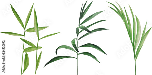  set of leaves. tropical leaves. watercolor hand drawing. monstera leaves. decor. form style