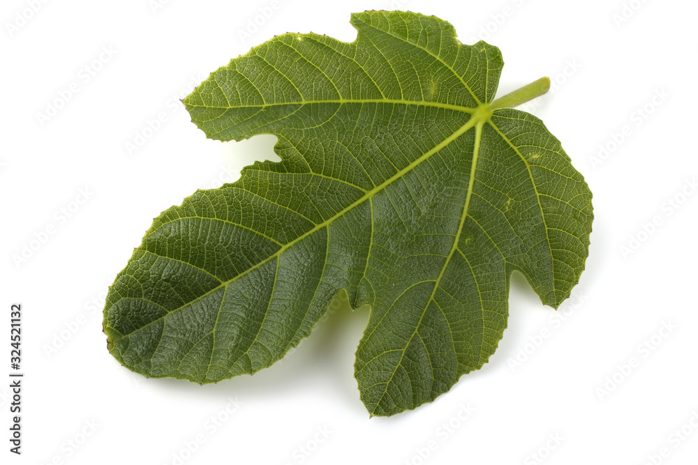 Obraz premium Fig leaf isolated on white