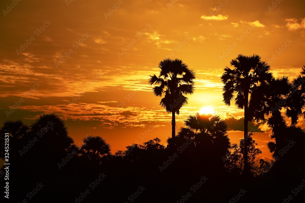 View of the palm tree with the sky and the garden clouds in the sun during the sun's setting, sun before dark.