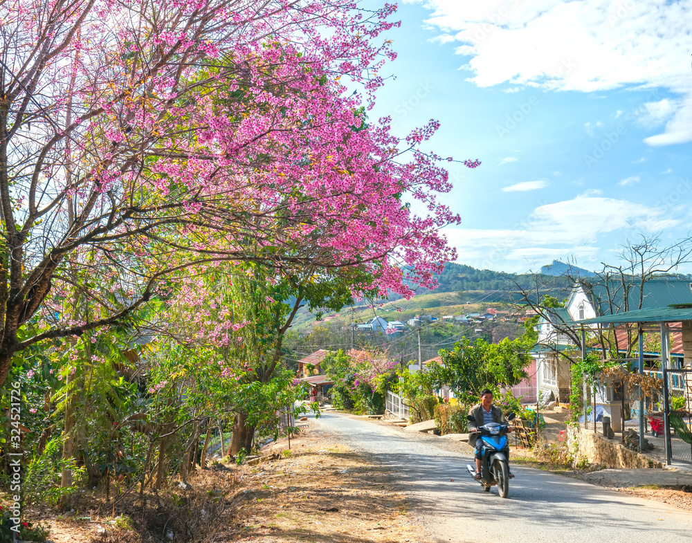 Landscape cherry apricot trees blooming along road in spring morning, traffic background merges into a picture of peaceful life in rural Da Lat plateau, Vietnam