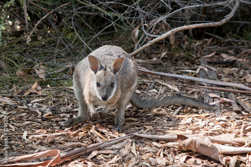 the small tammar wallaby is in a clearing