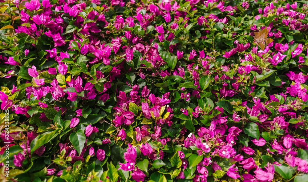 pink flowers in the garden, spring background