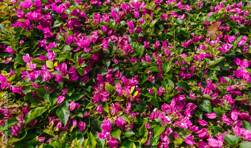 pink flowers in the garden, spring background