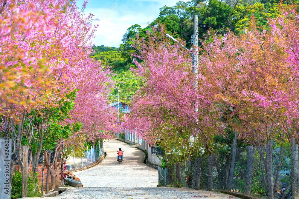 Landscape cherry apricot trees blooming along road in spring morning, traffic background merges into a picture of peaceful life in rural Da Lat plateau, Vietnam