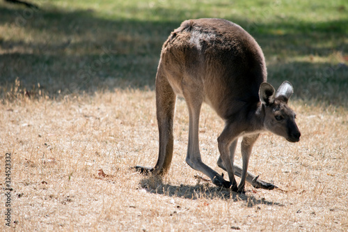 this is a western grey kangaroo