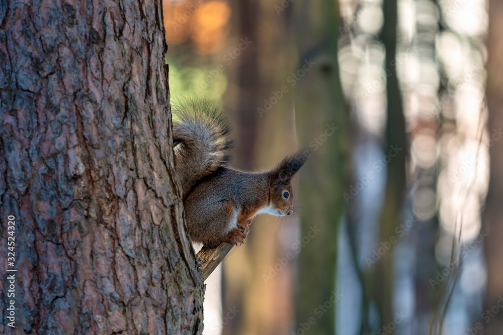 The red squirrel or Eurasian red squirrel (Sciurus vulgaris)