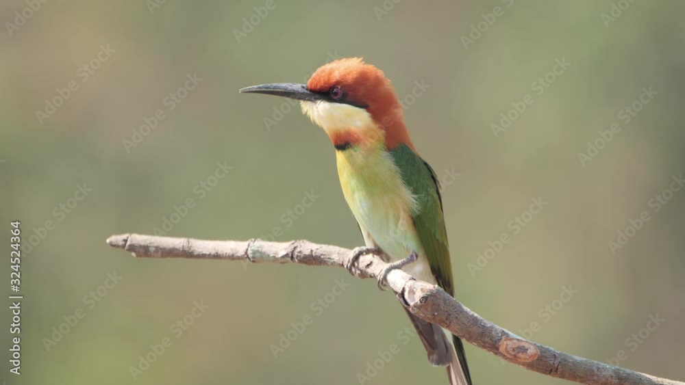 Beautiful bird chestnut headed bee eater one animals (Merops leschenaulti) standing on a branch Asia Thailand. Slow motion Beautiful bird chestnut headed bee eater one animals (Merops leschenaulti) standing on a branch Asia Thailand. Slow motion