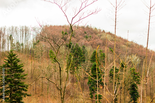 Picturesque landscape with colorfull autumn trees during the sunset, mountains in the background. Koprivnice photo