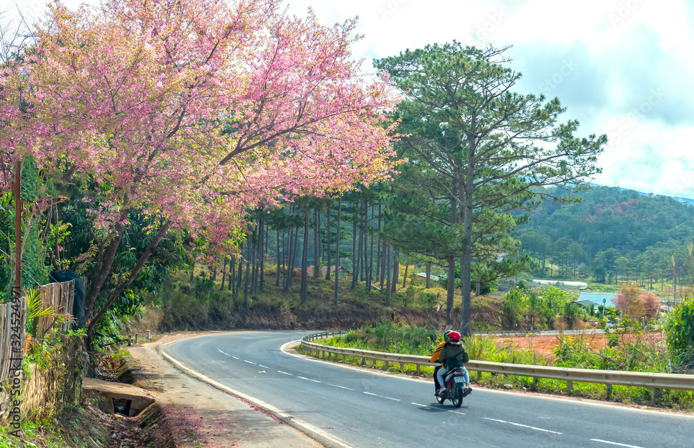 Landscape cherry apricot trees blooming along road in spring morning, traffic background merges into a picture of peaceful life in rural Da Lat plateau, Vietnam Landscape cherry apricot trees blooming along road in spring morning, traffic background merges into a picture of peaceful life in rural Da Lat plateau, Vietnam