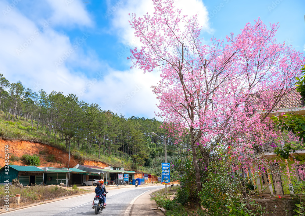 Landscape cherry apricot trees blooming along road in spring morning, traffic background merges into a picture of peaceful life in rural Da Lat plateau, Vietnam