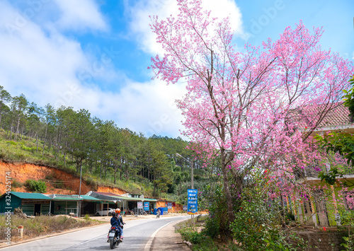Landscape cherry apricot trees blooming along road in spring morning, traffic background merges into a picture of peaceful life in rural Da Lat plateau, Vietnam © huythoai