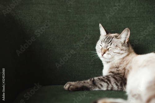 cat on a green sofa. dark atmosphere. adorable pets at home © sonia