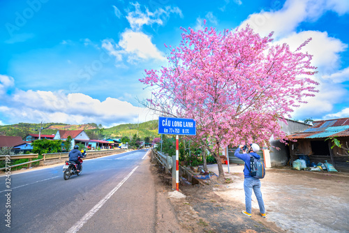 Photographer taking photos of cherry trees blooming along the road in beautiful spring mornings outskirts in Da Lat, Vietnam