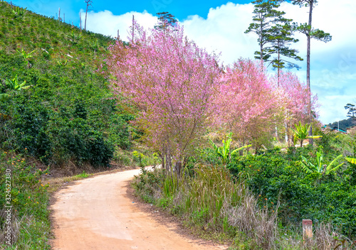 Cherry blossom along suburban street leading into the village in the countryside plateau welcome spring