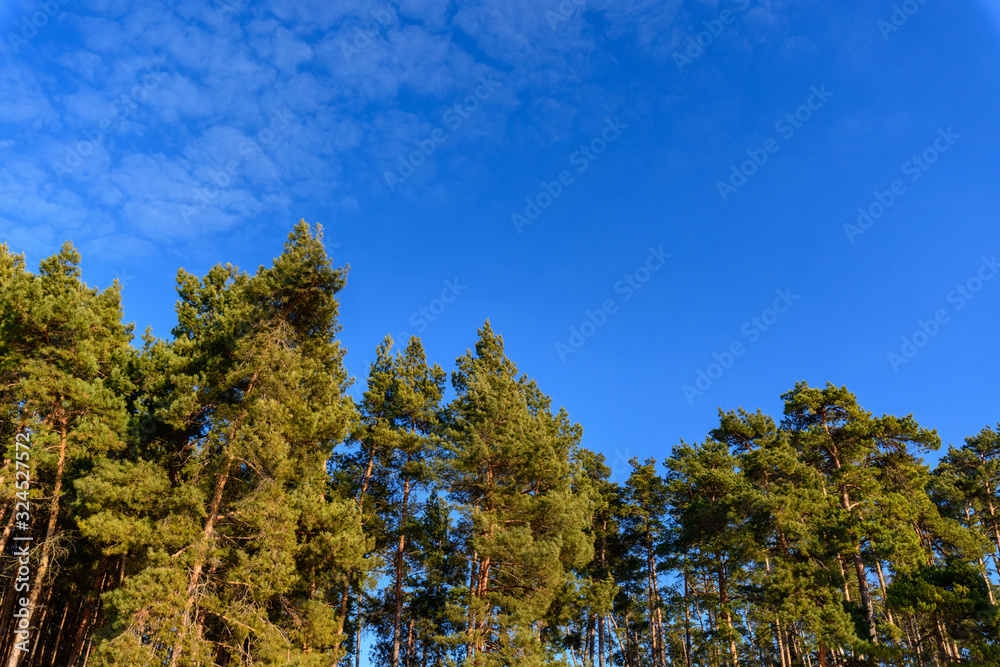 panorama of a pine forest against a blue sky. wild life in nature. the tops of the trees looking up. photo for banner, place for text