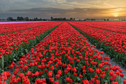 A red tulipfield during sunset
