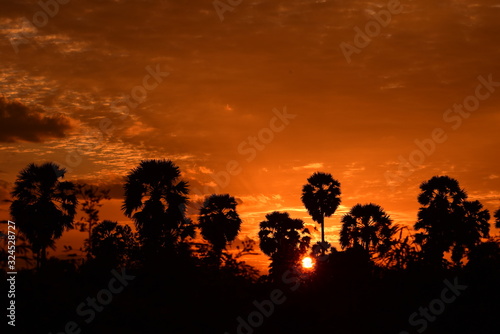  View of the palm tree with the sky and the garden clouds in the sun during the sun's setting, sun before dark. 