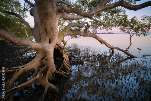 Mangrove tree growing at nudgee beach being lit by a soft sunrise in queensland australia