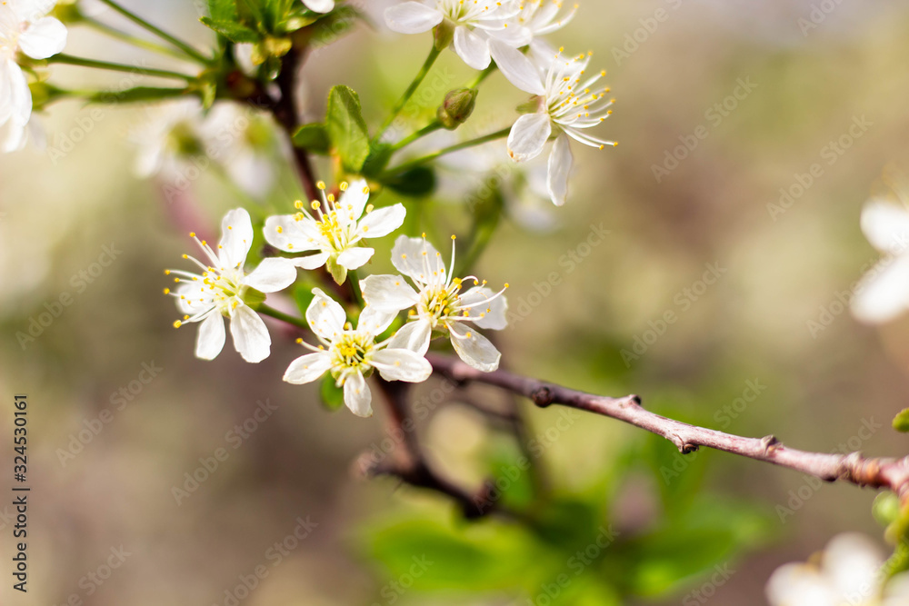 Cherry branches are covered with white flowers and green leaves. Background with flowers on a spring day.