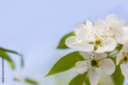 The branches of the apple tree are covered with white flowers and green leaves against a blue sky. Background with flowers on a spring day.