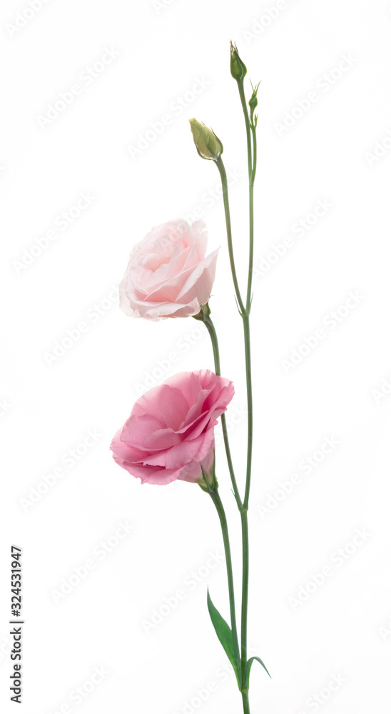 pink eustoma on white background pink eustoma on white background