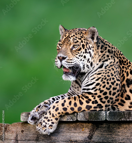 Portrait of a jaguar lying with green background