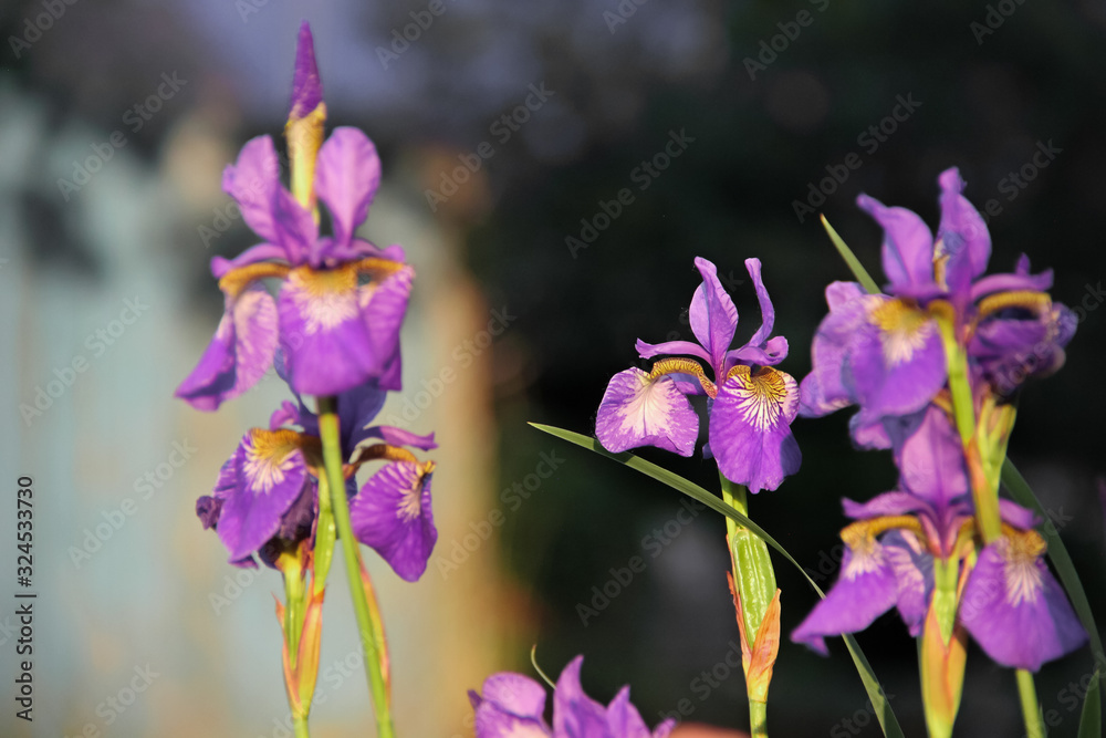 Perennial wild Siberian iris flower Perennial wild Siberian iris flower
