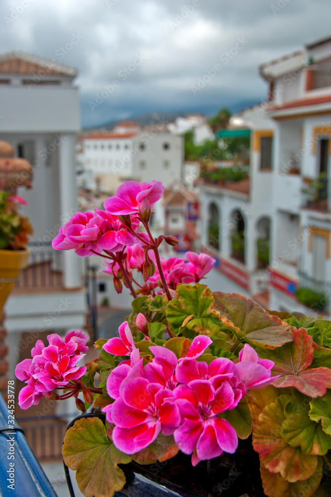 Naklejka premium Pink flowers in Competa, village, Nerja, Malaga, La Axarquia, Costa del Sol, Spain
