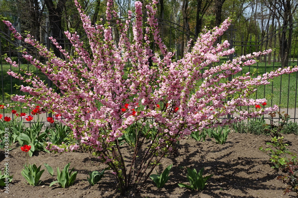Obraz premium Prunus triloba Multiplex in full bloom in April