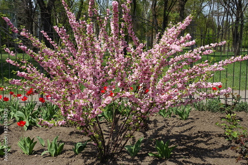 Tablou canvas Prunus triloba Multiplex in full bloom in April