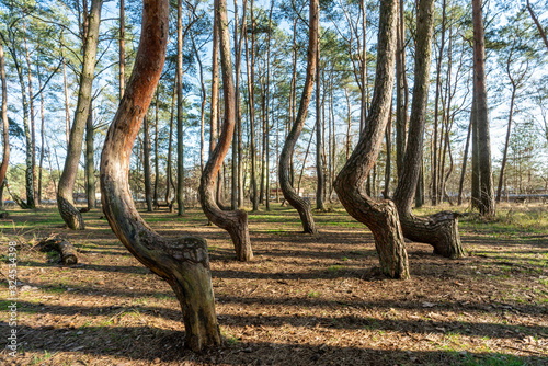 The crooked forest Krzywy Las near Gryfino in Poland photo