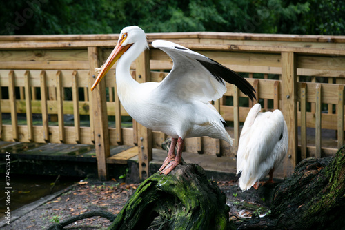 stork in nest